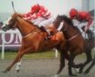JBRacingClub's profile picture. My name is Jason Button I have been involved in the racing industry for over 15 years.In 2012 I become a jockeys agent.I have set up this  club to help you