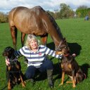 Sharon Chamberlin - @Doberdayz - Twitter