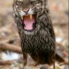 VBrada's profile picture. 