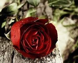‏‏‏‏‏‏‏‏‏‏‏‏خطابة لوجه الله من جميع أنحاء المملكة مسيار و عادي