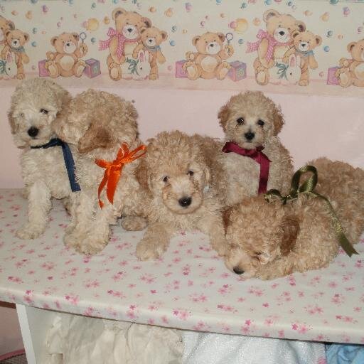 Dulces Caniches🐩
Mi siames🐈