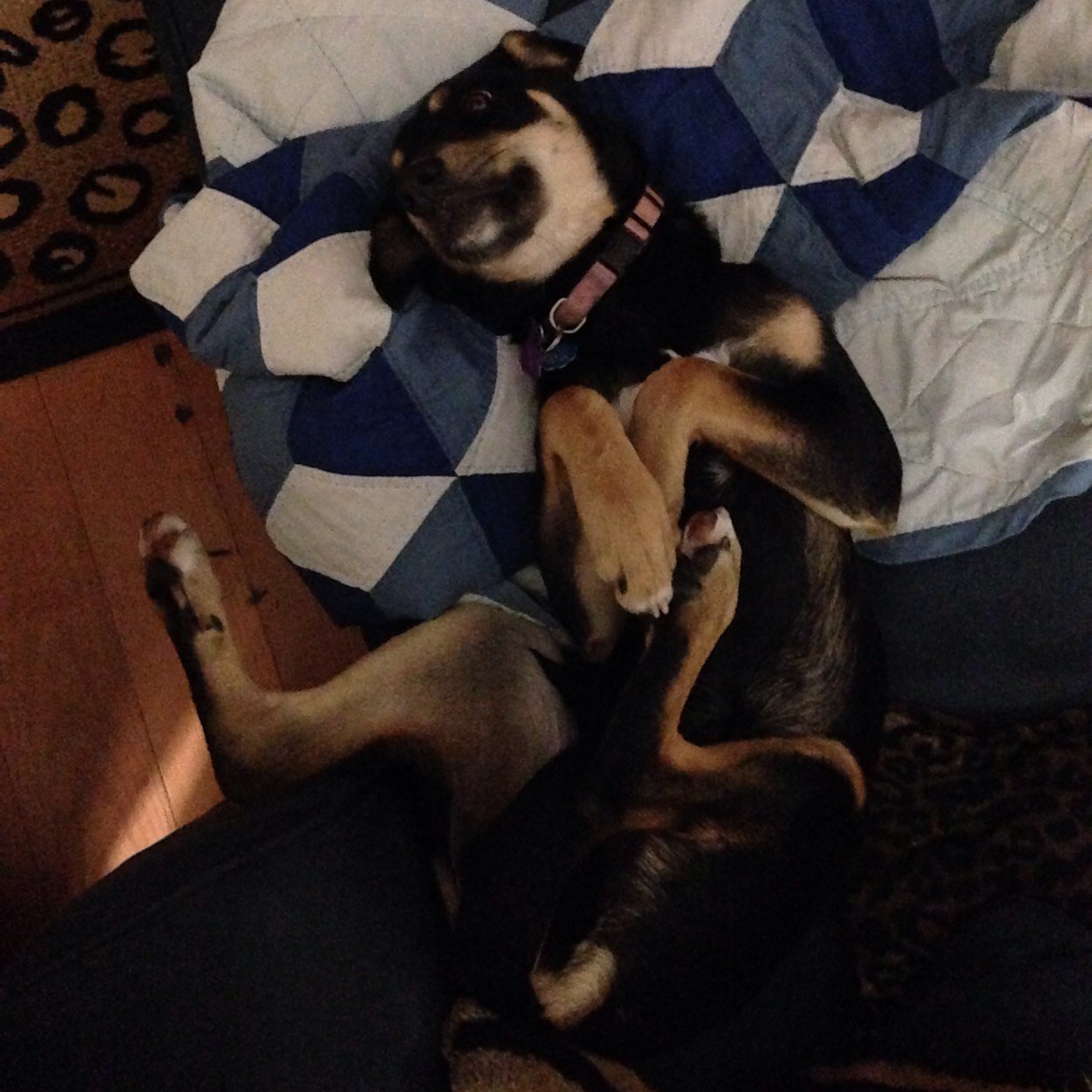 PotcakeDogs's profile picture. Dedicated to our crazy Potcake Magnolia Grace (Maggie) and Potcakes and their owners everywhere. These dogs are beautiful, intelligent and wild and native to