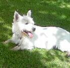 RoryxMack's profile picture. We're Westies Rory (9) & Mack (2) We live with Mum @debbiej1410 & Dad Bill. They luv us loads Almost as much as we luv them