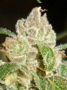 The New Standard in Legal Marijuana and Hemp