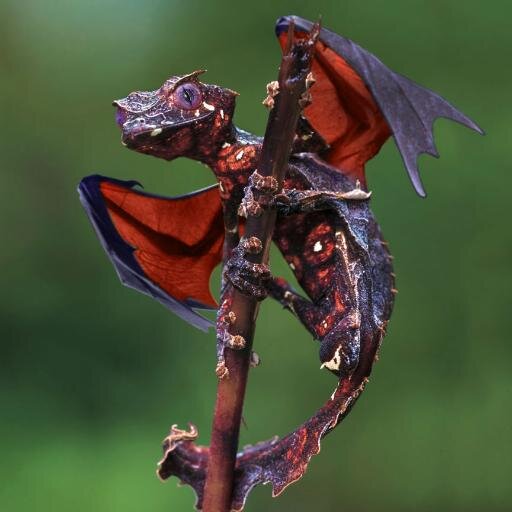 ottodira68's profile picture. Beer,Bourbon,Bacon and B.B.Q!