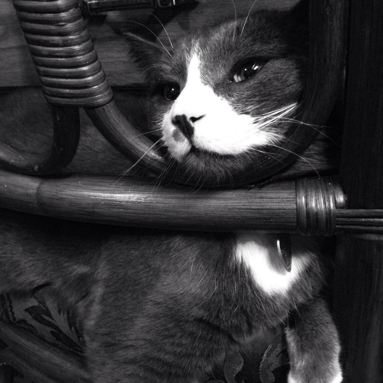 Emily1DChole's profile picture. 