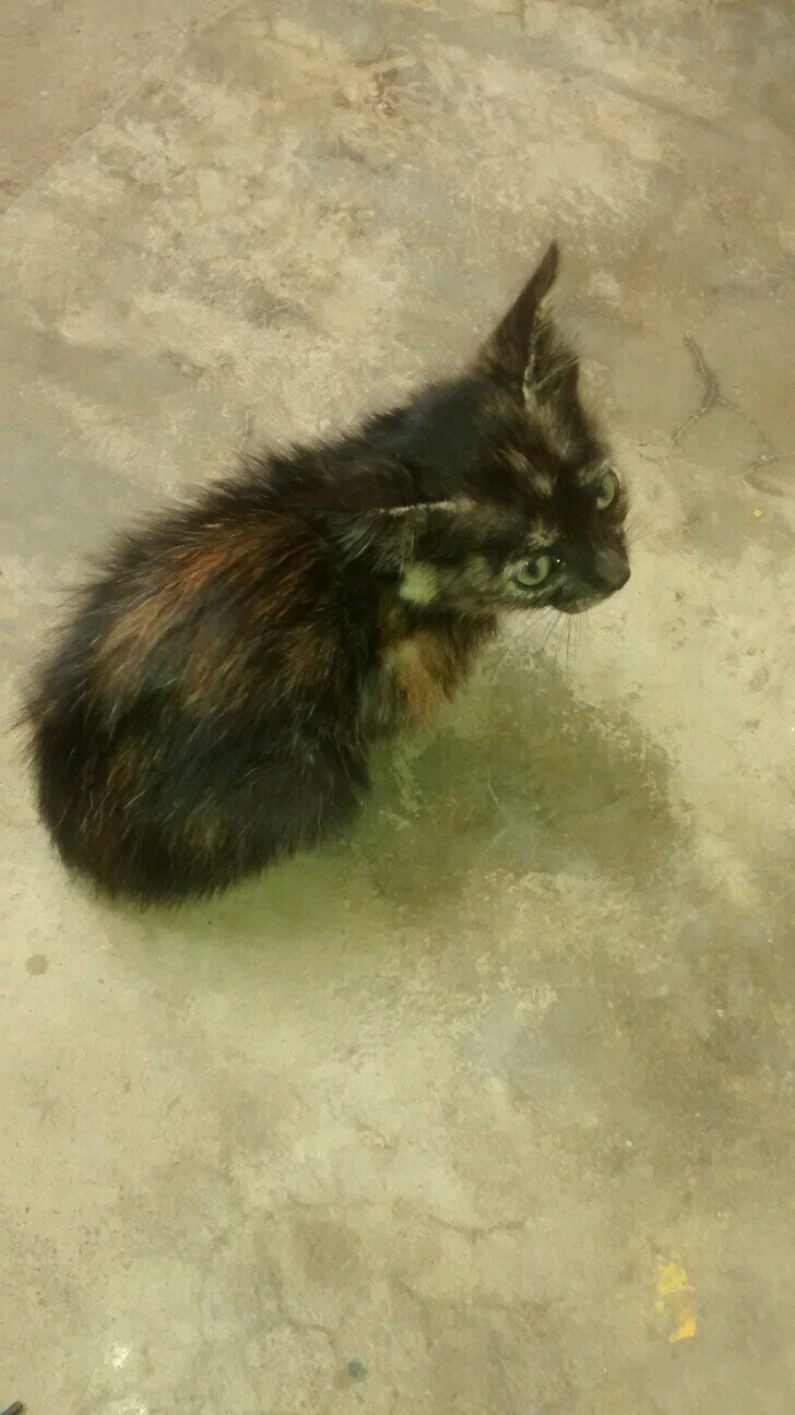 llavillaccama's profile picture. 