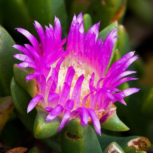 pigfacetv11's profile picture. Bringing home the bacon.