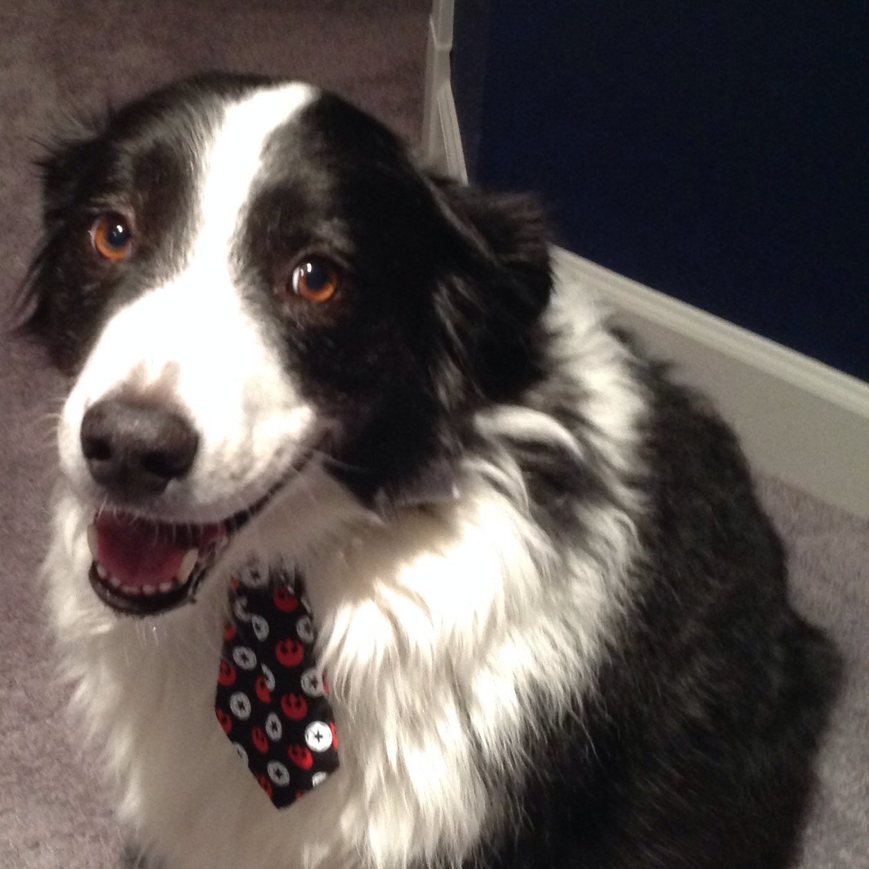 Fan of the Red Sox, Australian Shepherds, Liverpool FC, and  The Pack... Rule Britannia... Heading East soon…. Go Blue!