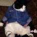 Ditto Nunes (@dittofatcat) Twitter profile photo