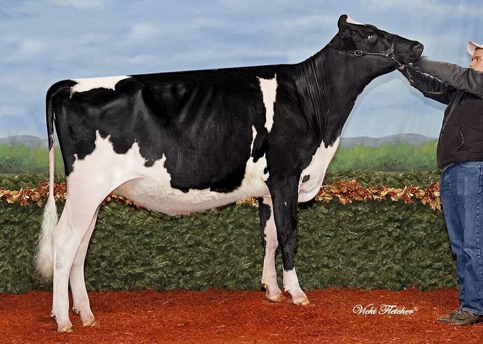 Allarway Holsteins