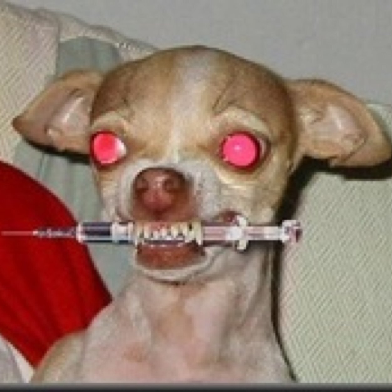 ~teach me how to dog~ Um cão sincero. *LaTe QuE eU tO pAsSaNdO*