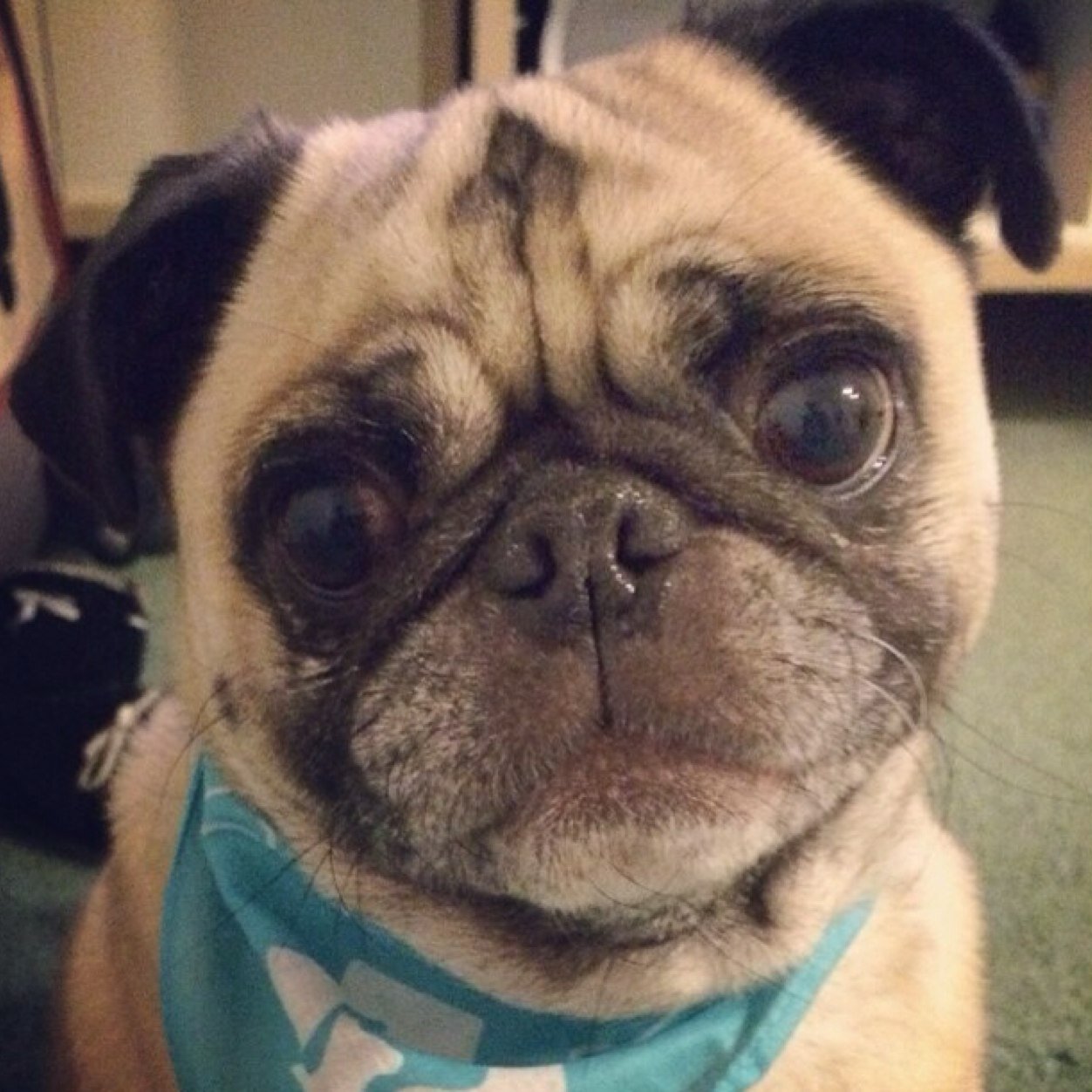 flyingpugs's profile picture. Believe...