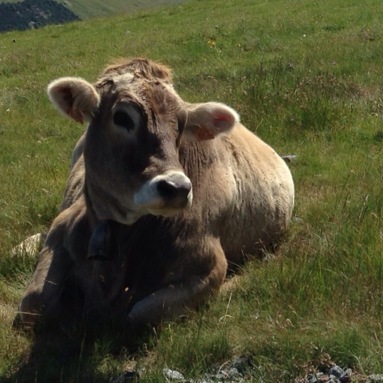 MVailetti's profile picture. 