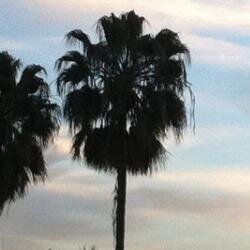 reinamtz1's profile picture. 