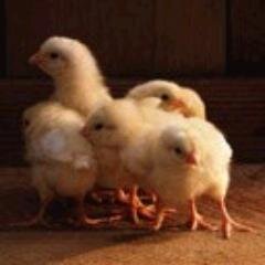 cobrina1's profile picture. Психиатр, Мастер маникюра, Фотограф,Продавец,Экономист.