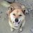 m7175157953asob's profile image