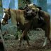 Bill the Horse (@actual_bill) Twitter profile photo