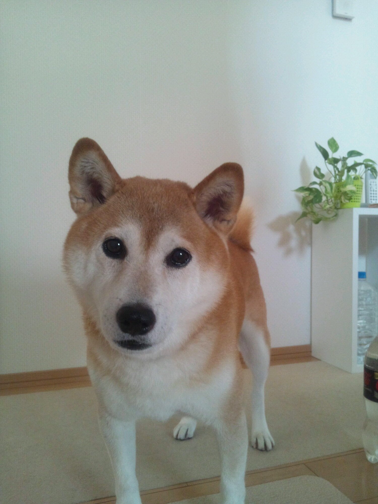 犬とギター ヽ(・∀・)ノ