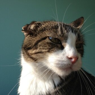 I call this, my cat, /
Honey Pie, Sweet Baby Boy... /
His name is Mikie.