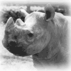 Rhino_pentarou Profile Picture