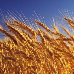 Life Sciences, Health and Food for the world, curious citizen