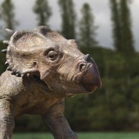 Das Praehistorium (@_praehistorium) Twitter profile photo