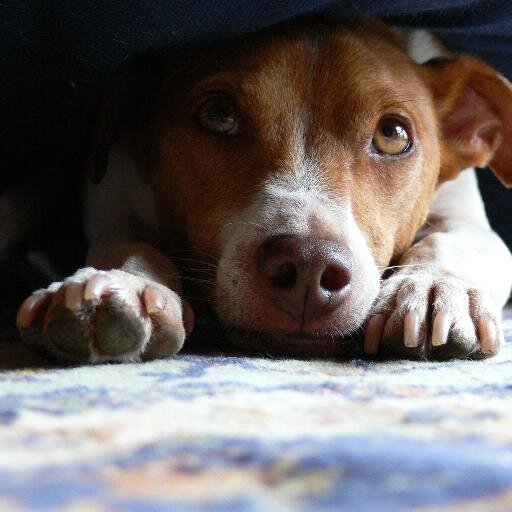 BASENJIS, dog shows, sci-fi.... and that pretty much sums me up!