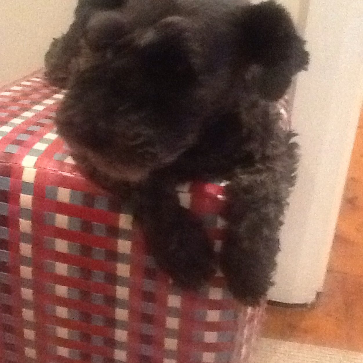 gemiha_gjh's profile picture. 