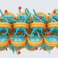 Epigenética (@epigenetica) 's Twitter Profile