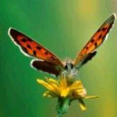 garic777's profile picture. Оригами, Гирудотерапевт