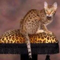 grixon2's profile picture. Ракетчик, Покраска моделей, Рефлексотерапевт