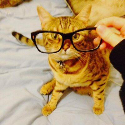 ちょろさえ。