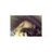 lllUOl's profile image