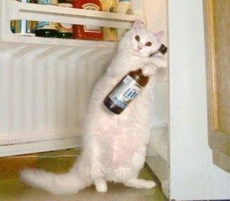 Rinanina's profile picture. I do things that sometimes involve stuff.  Related, I like kittens and shiny things.