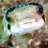OceansGP's profile image