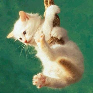 catvideoLOL1's profile picture. 