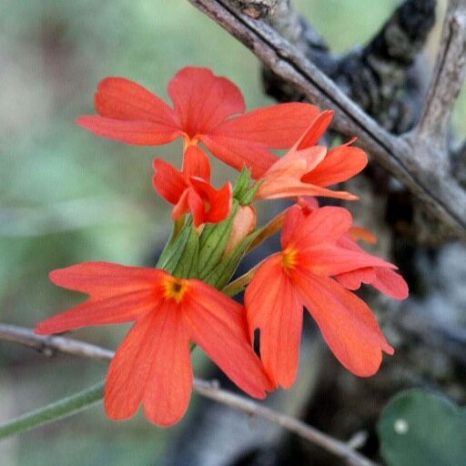 mama_eden's profile picture. Plant Powered, Eco Minded Mama