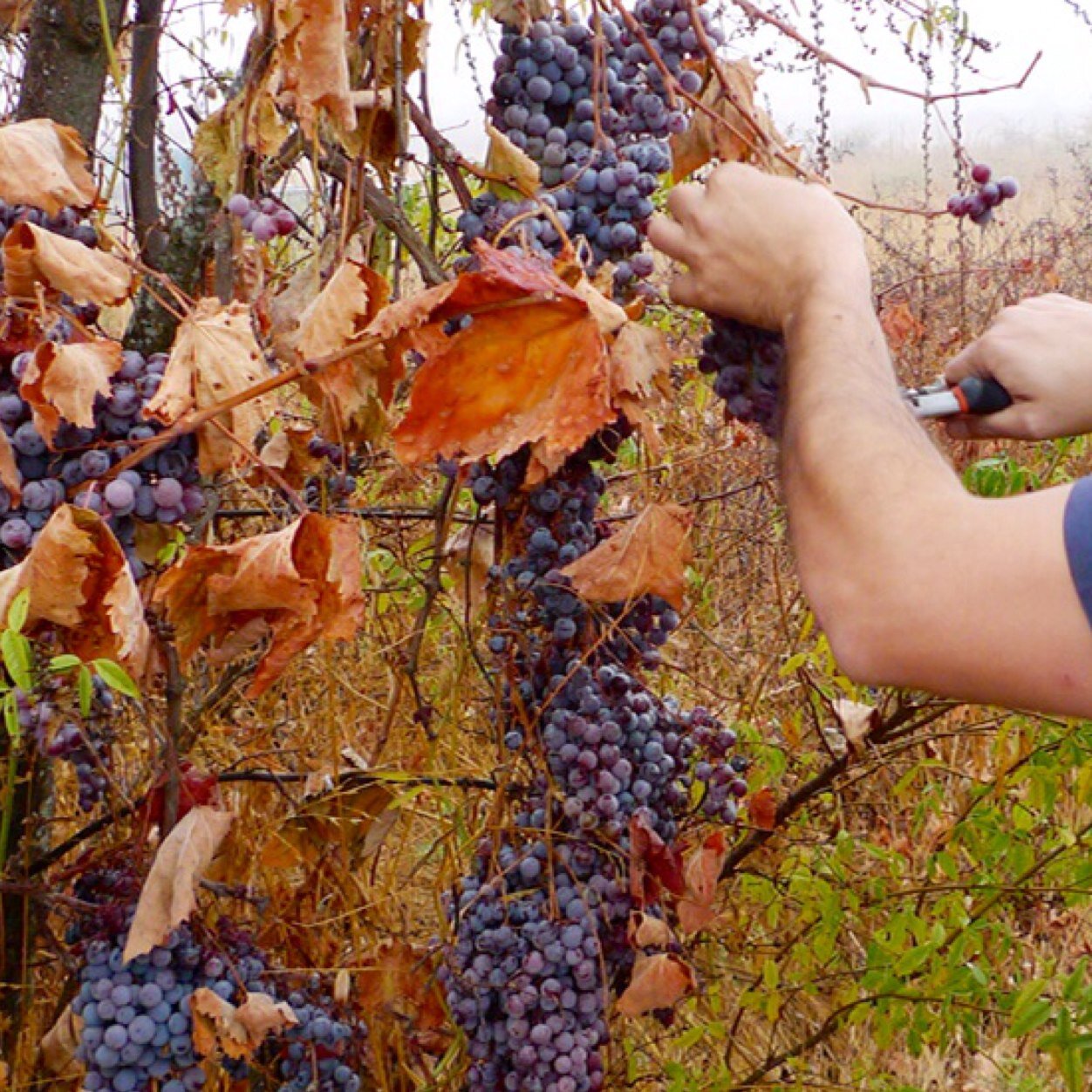 Villalobos, el pionero en producir vino con Parras Silvestres Wild Vineyard