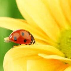 ASA_EpsilonEta's profile picture. 