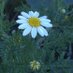 نوره🌹 (@norah2030m) Twitter profile photo نوره🌹 (@norah2030m) Twitter profile photo
