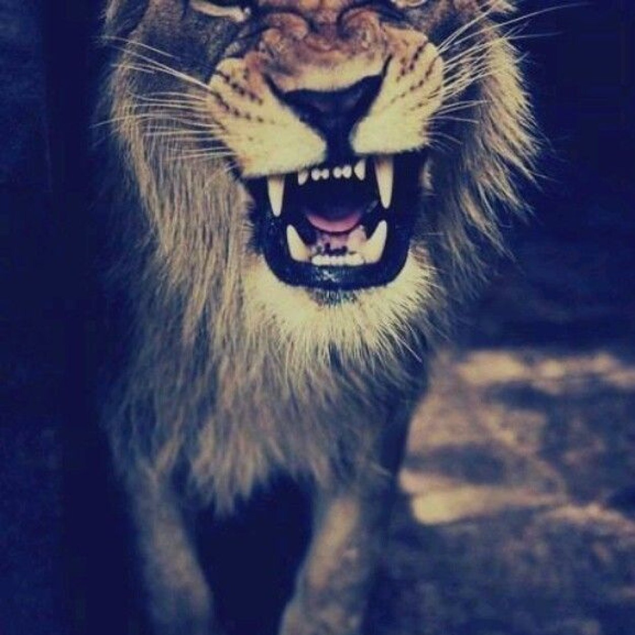 _ashira's profile picture. 