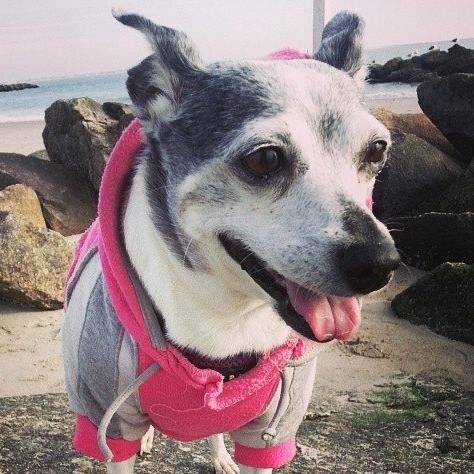 Rat terrier currently set on taking over Brooklyn, squirrels first. Tweets shared by @deanna.