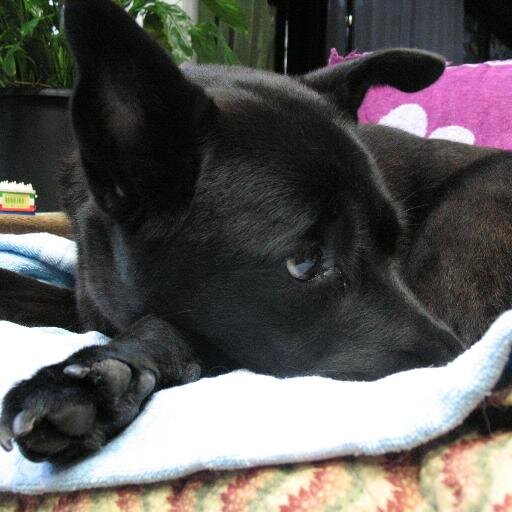 garyu_oboro's profile picture. 物を創って暮らしたいWeb系プログラマ。最近はBlueskyにいます。他居場所はプロフリンク先参照。
好き→歌舞伎（高麗屋・大南北・明三郎さん・多数）/ゲーム/恐竜/筋少/ALFEE/山田晃士/KISS/寺山修司/稀にスポーツ観戦/昔の新感線/趣味過多気味で器用貧乏。フォローリムーブお気軽に。PSO2ship7Gu