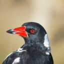 Hellsmagpie - @LenHarrison3 - Twitter