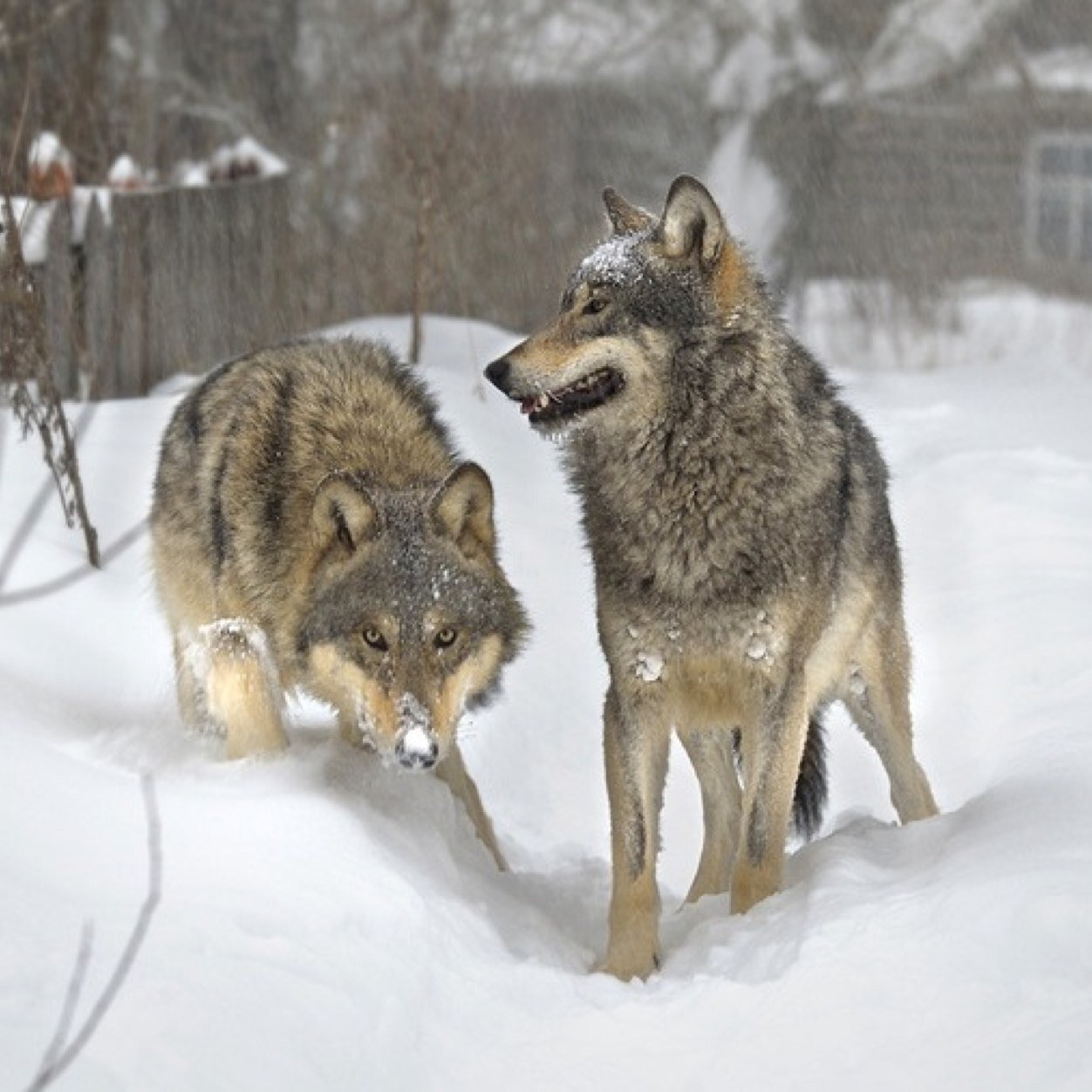 TeamWolves101's profile picture. Wolves alone or in a pack.Wolves hunting or fighting for leadership.Wolves help animal number stay balanced.They might mess up but so do people...