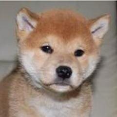 フォロー大歓迎です！フォロー返しもご了承くださいネ(^_^)好きなアーティストCocco、B'z、福山、ミスチル、ZARD！マンガは3月のライオンとMONSTER。