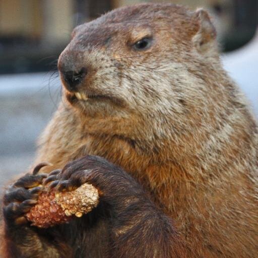 Washington's most famous marmot. Humble, unflinching prognosticator. DC’s official Groundhog Day. In to corn cobs. Friday, Feb 2nd 8:30AM - Dupont Circle Park