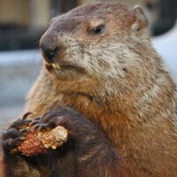 Potomac Phil (@potomacphil) 's Twitter Profile Photo Potomac Phil (@potomacphil) 's Twitter Profile Photo