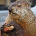Potomac Phil (@potomacphil) Twitter profile photo Potomac Phil (@potomacphil) Twitter profile photo
